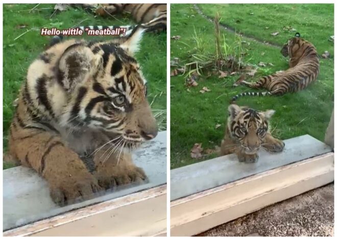 Potret Bakso, Bayi Harimau Sumatera Menggemaskan yang Debut di Kebun Binatang Florida