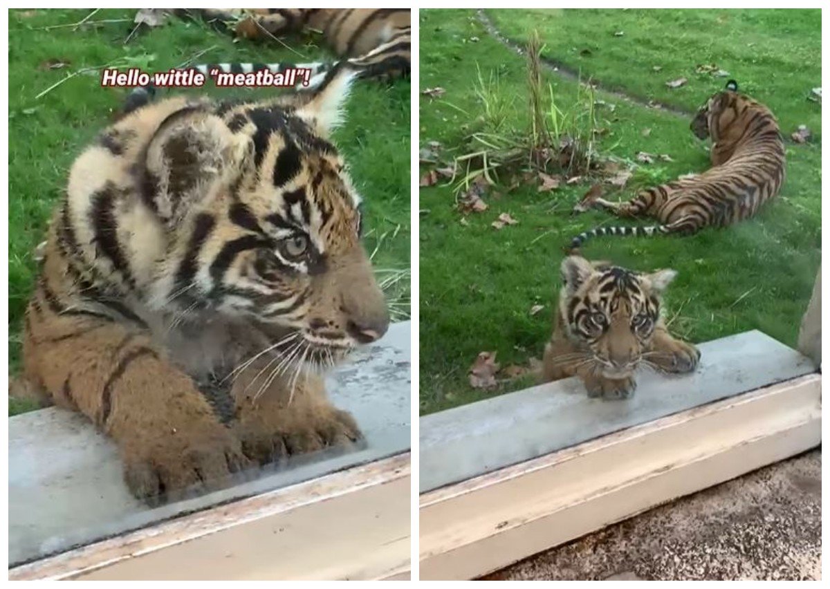 Potret Bakso, Bayi Harimau Sumatera Menggemaskan yang Debut di Kebun Binatang Florida